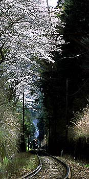 地名桜トンネル1