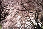 六義園の枝垂れ桜2004