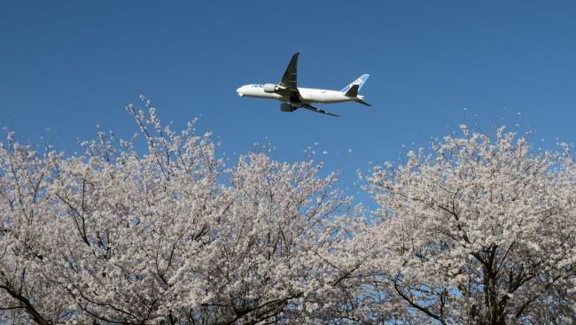 フォトギャラリー・空港STORY「さくらの山公園・2022桜」