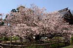 函館・松前の桜2006