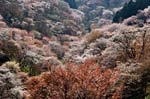吉野山の桜2007
