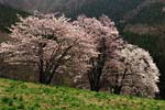 西蔵王牧場の桜2007