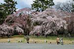 京都の桜2008
