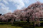京都の桜2008