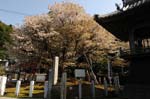 岐阜の桜2009