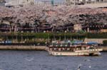 関東の桜2009