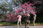 沖縄の桜2010