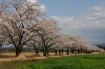 宮崎の桜2010