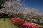 宮崎の桜2010
