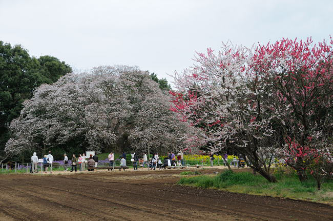 yoshitaka