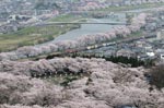 船岡城趾公園の桜