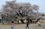 真鍋小学校の桜