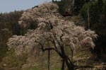 信州高山村の桜