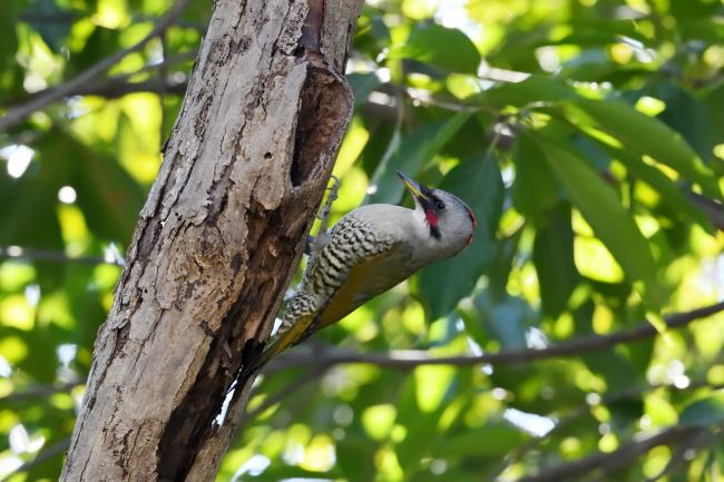 �t�H�g�M�������[�u�쒹�ҁE���ΐ�A�����̖쒹�v