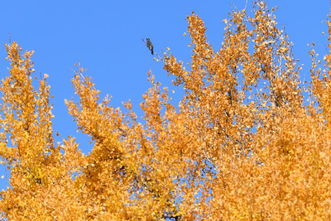 �q���h��