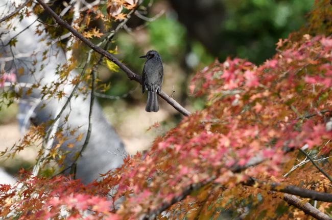 �q���h��