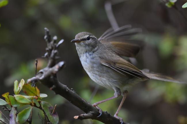 小石川植物園の野鳥